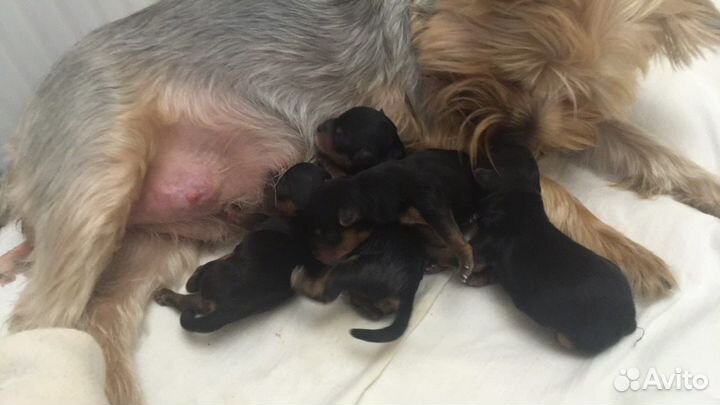 Йоркширский терьер