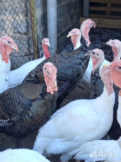 Семья бронзовых индюков