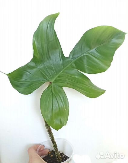 Филодендрон 5 сортов