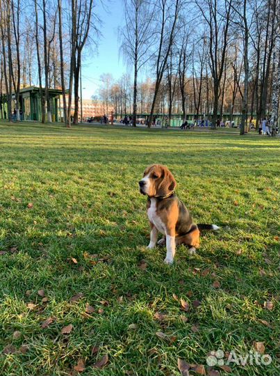 Бигль вязка