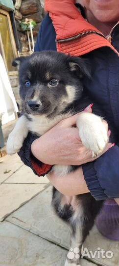 Щенок хаски