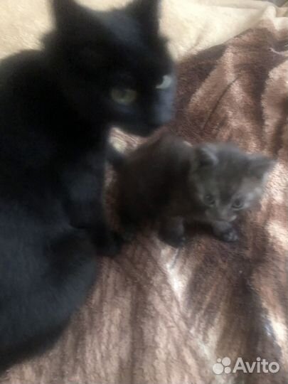 Отдам бесплатно