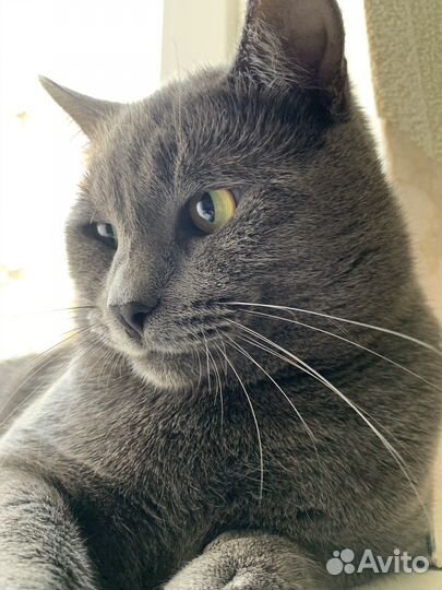 Британец/Шотланец кот на вязку