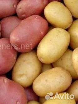 Картофель жёлтый/красный