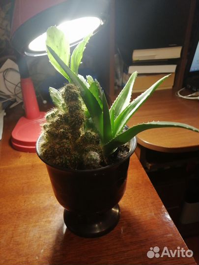 Кактусница