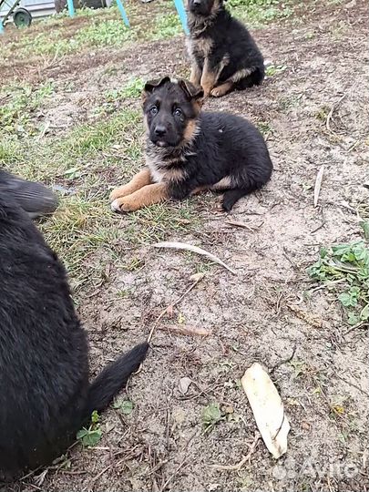 Щенки немецкой овчарки