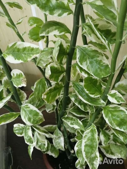 Педилантус