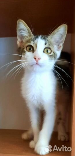 Котенок 3 мес. ищет дом