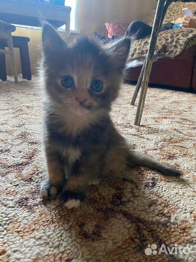 Отдам трех красивых котят