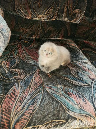 Шотландские вислоухие