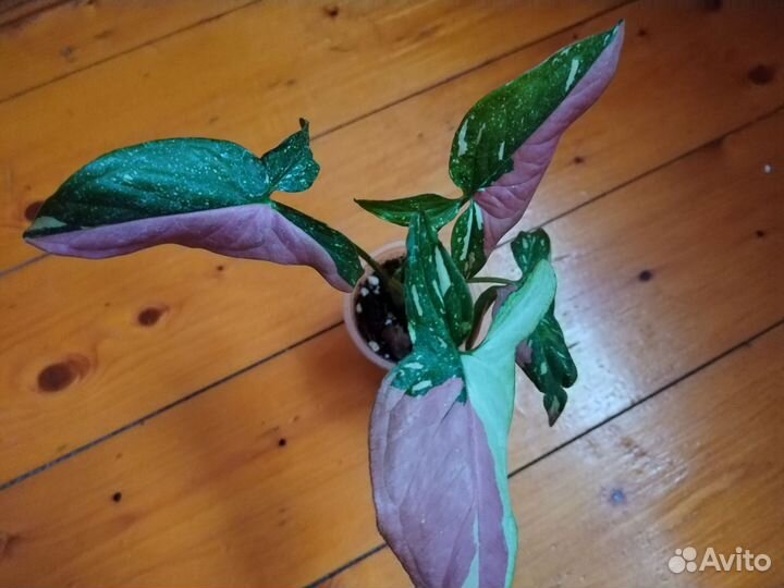 Сингониумы т 25,Ред спот триколор