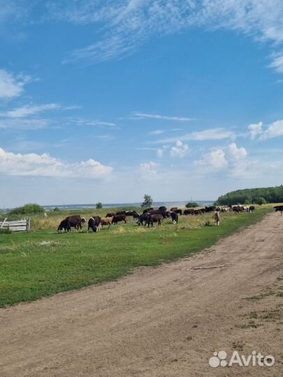 Племянной крс