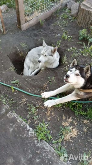 Щенки сибирской хаски