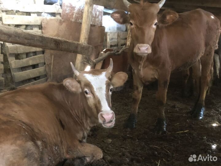 Крс бычки телки