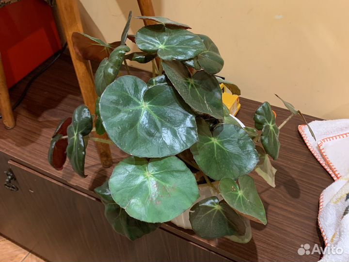 Дифенбахия