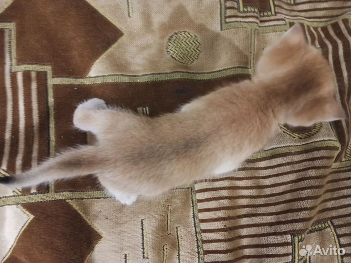 Котята британские