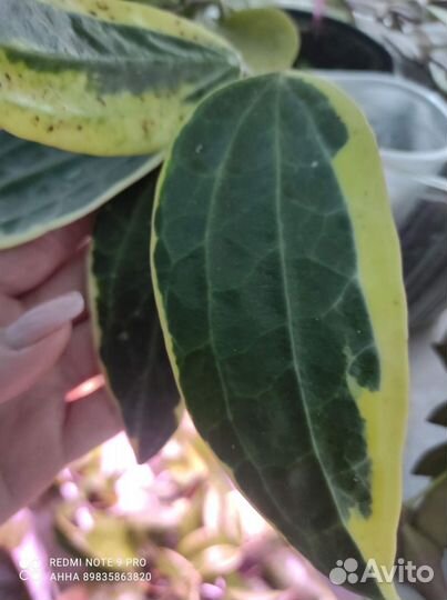 Хойя Макрофилла Альбомаргината и другие