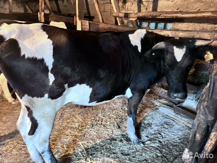 Телки стельные