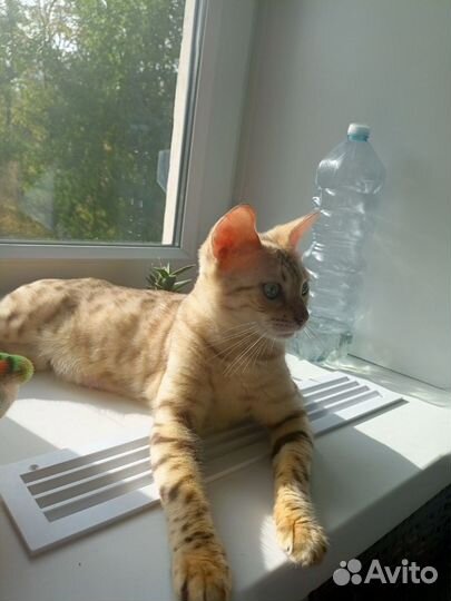 Котята бенгалы