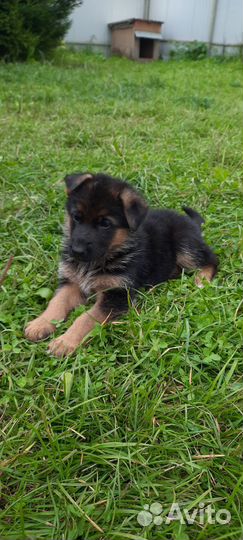 Щенки немецкой овчарки