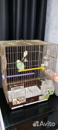 Волнистый попугай с клеткой