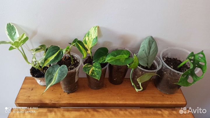 Сциндапсус, Эпипремнум, набор