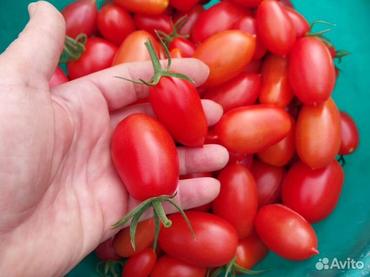 Помидорки черри