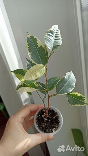 Разные комнатные растения