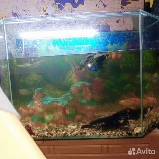 Аквариум