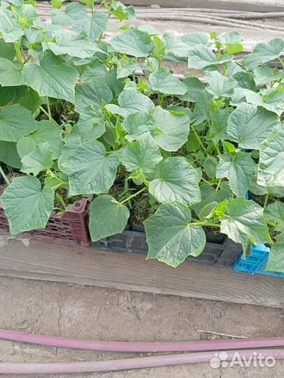 Рассада огурцов