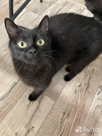 Кошка в дар