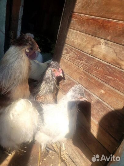 Бойцовые петухи