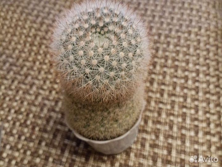 Мамиллярия