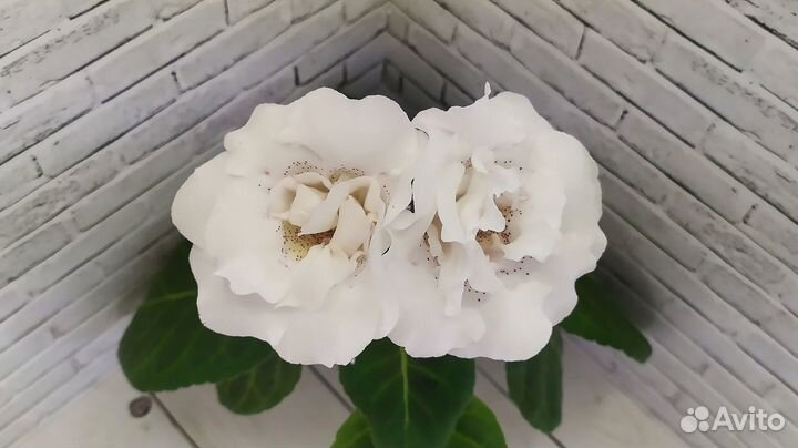 Глоксинии клубни