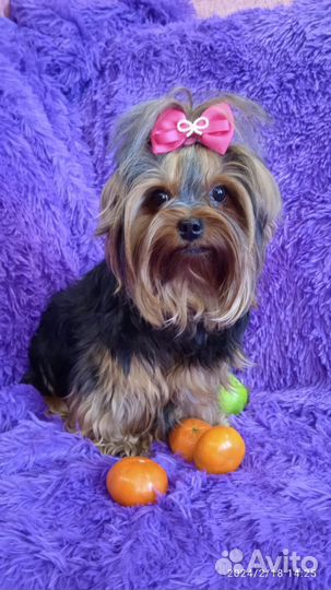 Йоркширский терьер щенки