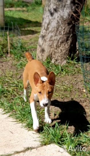 Басенджи девочка