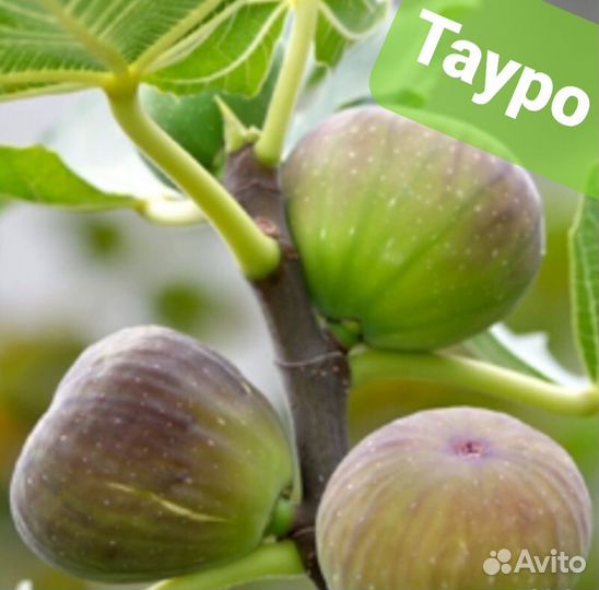 Инжир Тауро