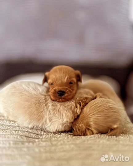 Мальтипу мини