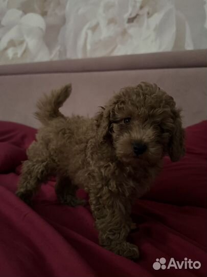 Той-пудель мини