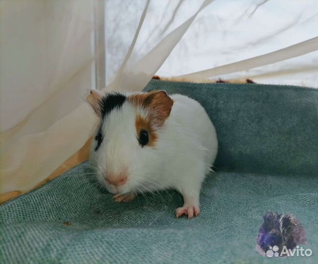 Морские свинки с клеткой. Клетки