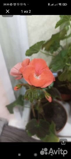 Пеларгония герань сортовая