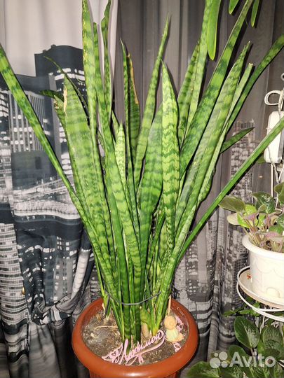 Сансевиерия