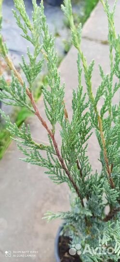 Можжевельник Мунглоу