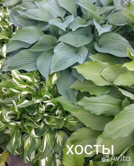 Растения для сада