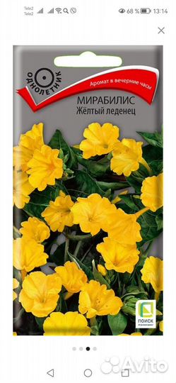 Ночная красавица