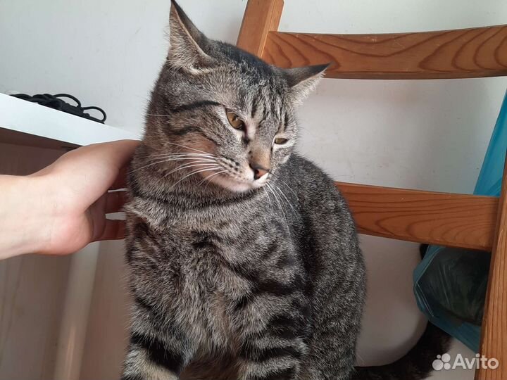 Коты (мальчики) кастрированные