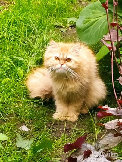 Персидские котята