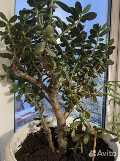 Толстянка денежное дерево