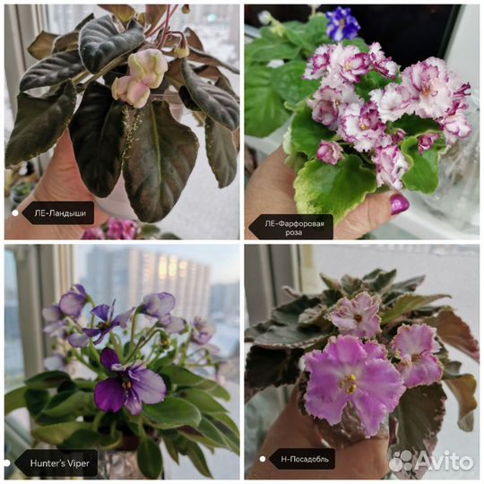 Укорененные листы мини фиалок