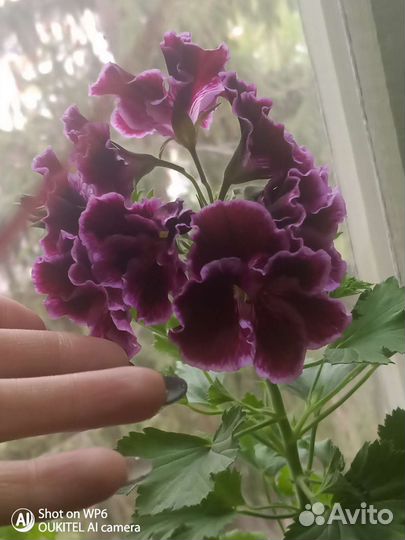 Комнатные цветы